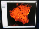 Evident Fluorescence Microscope　BX